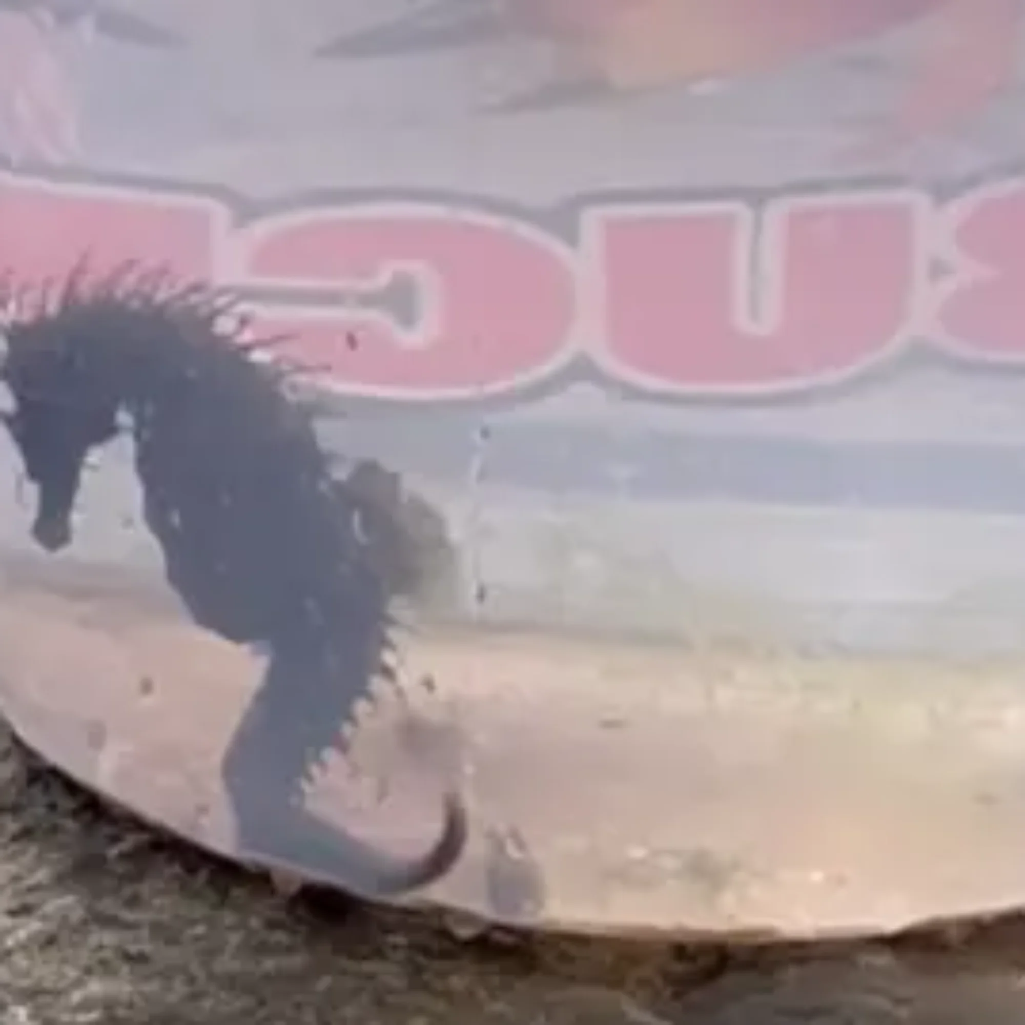 More seahorses being spotted close to the shore in South West