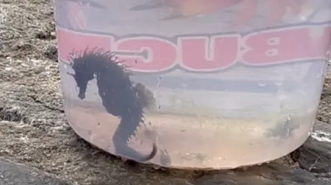 Read more about the article More seahorses being spotted close to the shore in South West