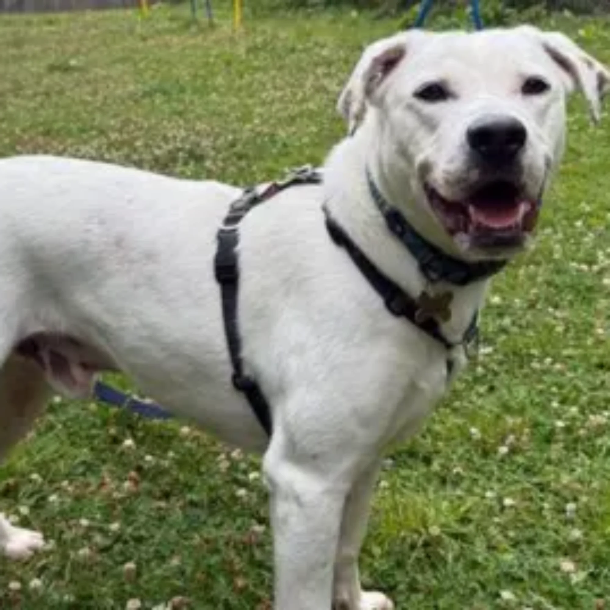 Crisis over big dogs in care in South West sparks RSPCA appeal