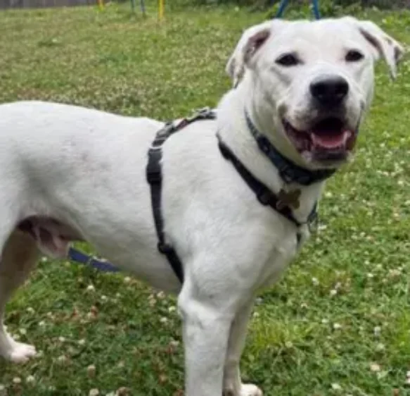 Crisis over big dogs in care in South West sparks RSPCA appeal