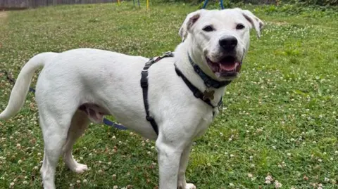 Read more about the article Crisis over big dogs in care in South West sparks RSPCA appeal