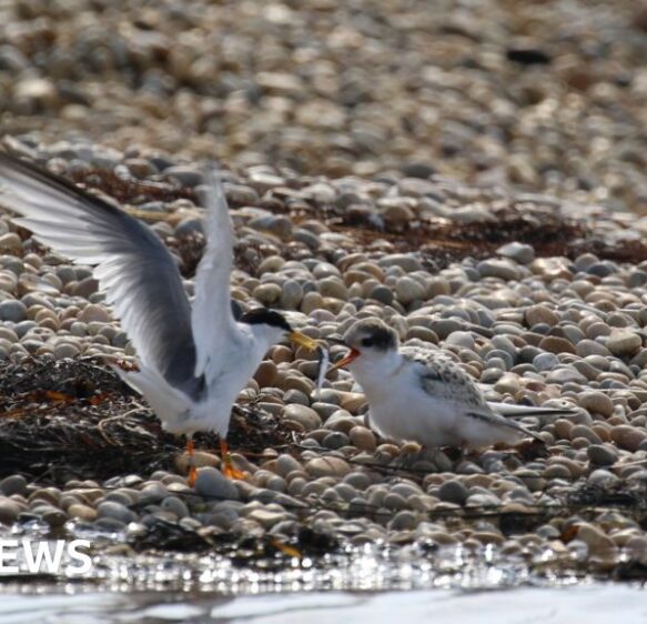 Fourth successful breeding season for little terns in Dorset