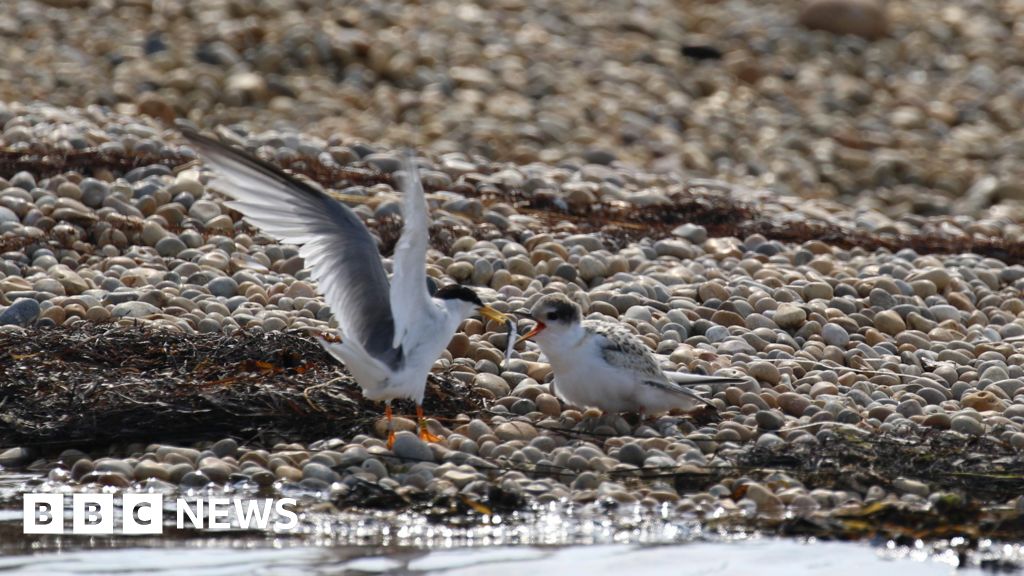 You are currently viewing Fourth successful breeding season for little terns in Dorset