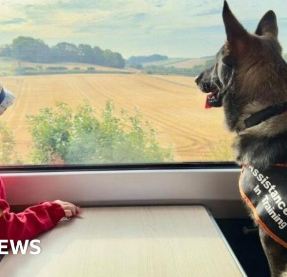 Therapy dog helps autistic boy from Bournemouth ‘thrive’