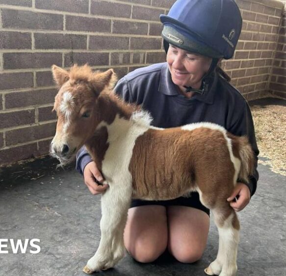 ‘Tiny pony’ and ‘carnival season starts’