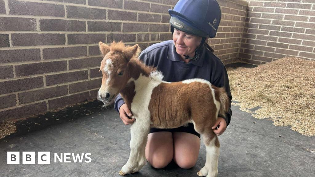 You are currently viewing ‘Tiny pony’ and ‘carnival season starts’