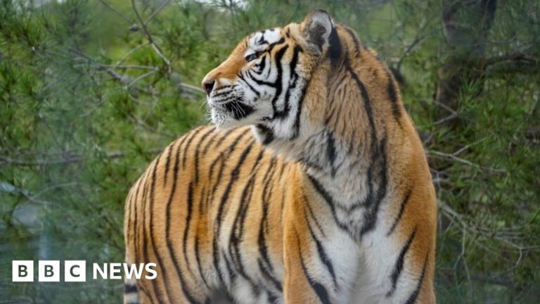 Read more about the article ‘Spooky tales’ and a ‘tiger’s new home’ in Bristol