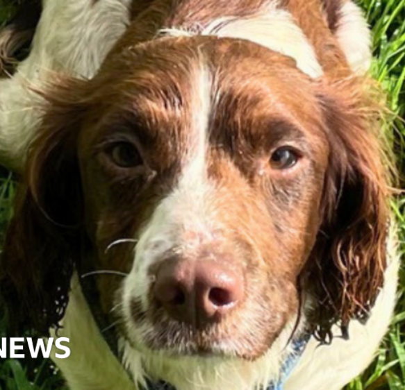Dog owners urged to update microchips after 500 strays found