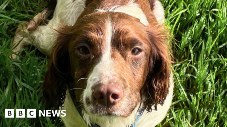 Read more about the article Dog owners urged to update microchips after 500 strays found