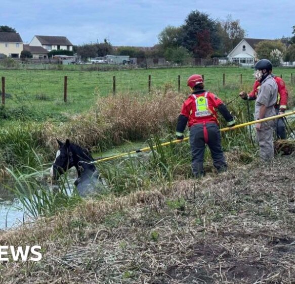 Horse rescued in Yatton after becoming ‘entangled’ in water-filled ditch