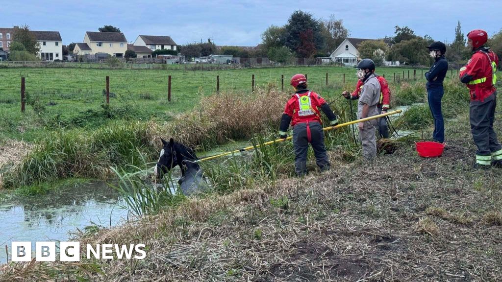 You are currently viewing Horse rescued in Yatton after becoming ‘entangled’ in water-filled ditch