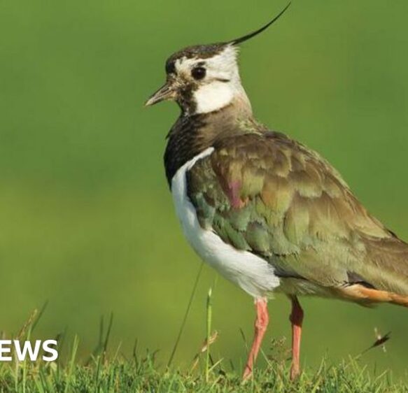 Tadnoll nature reserve wetlands are to be restored to help wildlife