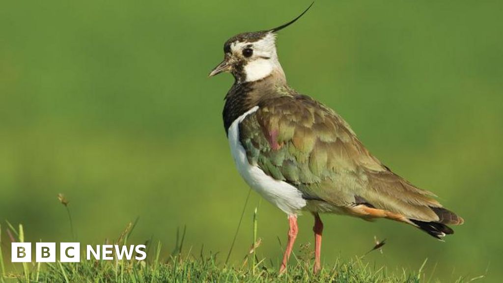 You are currently viewing Tadnoll nature reserve wetlands are to be restored to help wildlife