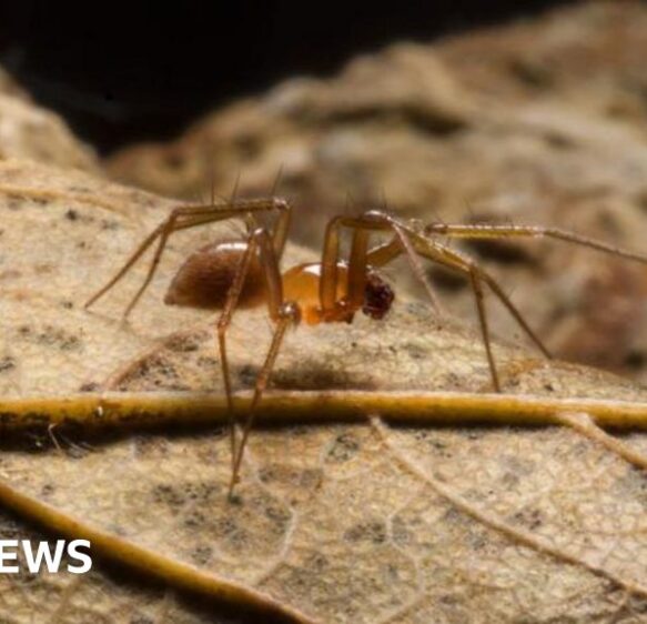 Call to protect endangered spider found in Plymouth quarry