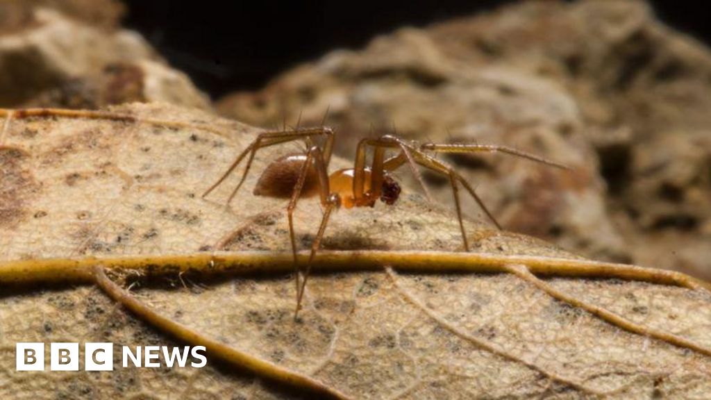 You are currently viewing Call to protect endangered spider found in Plymouth quarry