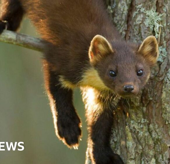 What you need to know as pine martens are reintroduced