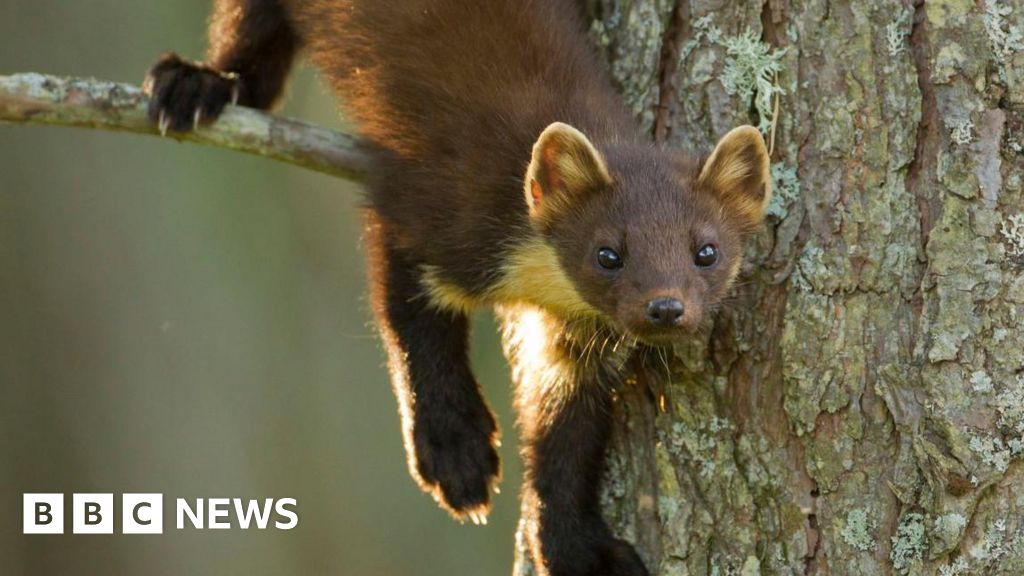 You are currently viewing What you need to know as pine martens are reintroduced