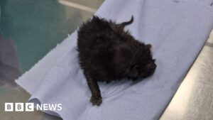 Read more about the article Kitten rescued from inside Plymouth police vehicle wheel arch