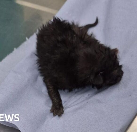 Kitten rescued from inside Plymouth police vehicle wheel arch