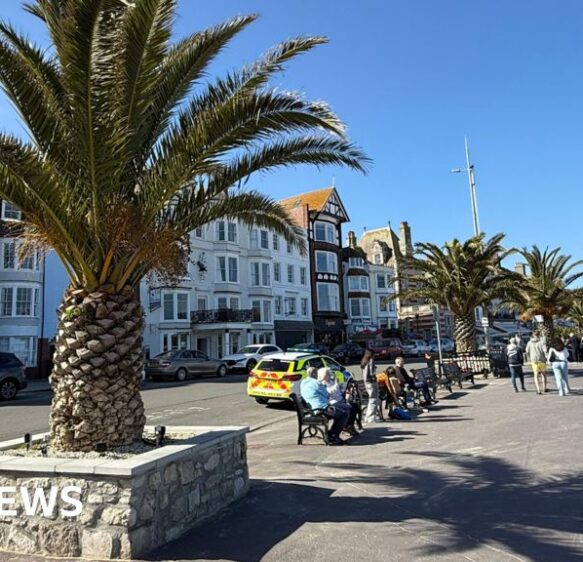Weymouth beach palm trees saved as council pledges to keep them