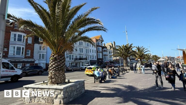 Read more about the article Weymouth beach palm trees saved as council pledges to keep them