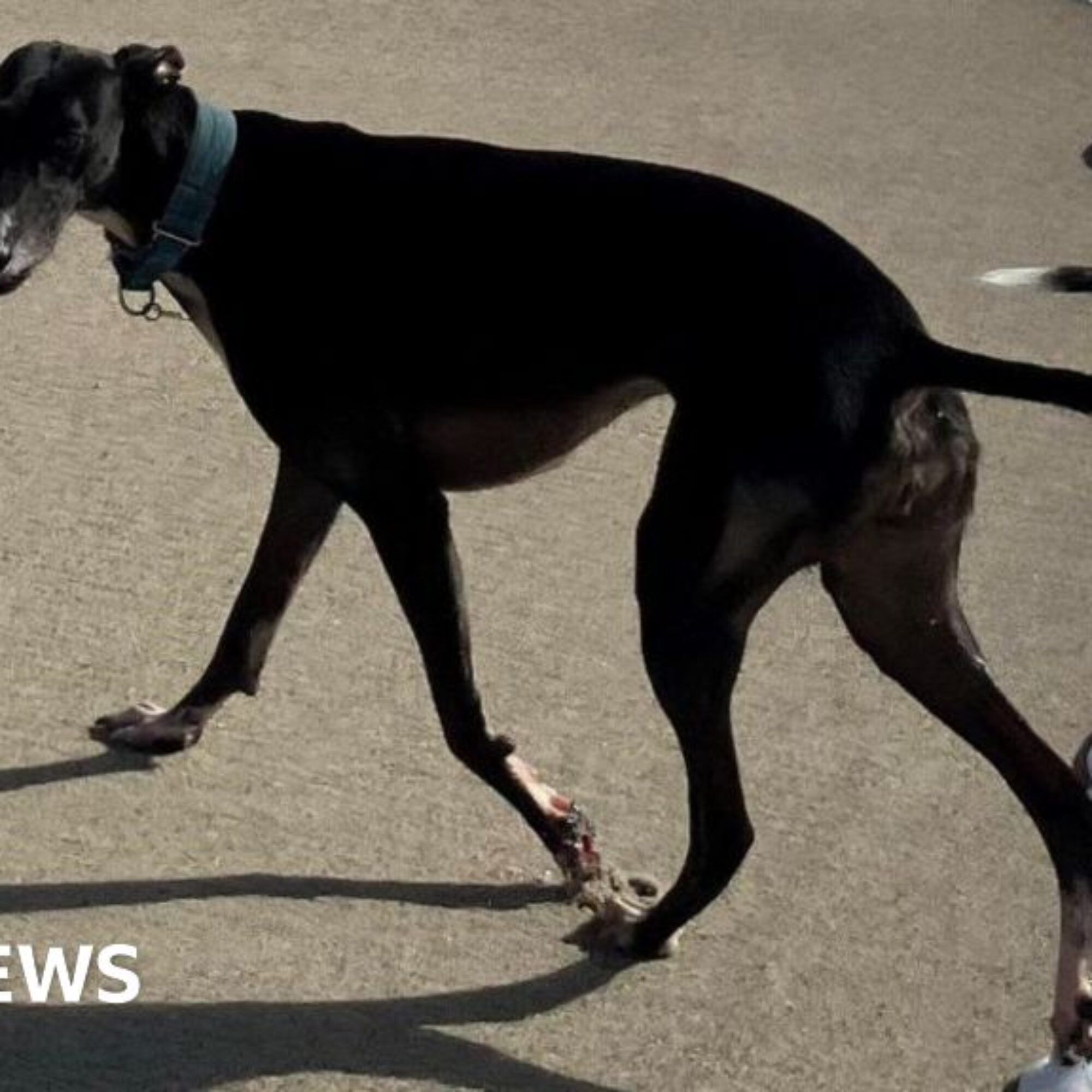 Dog owners asked about Cornwall beach restrictions for pets