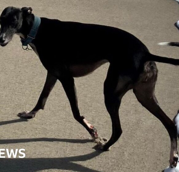 Dog owners asked about Cornwall beach restrictions for pets