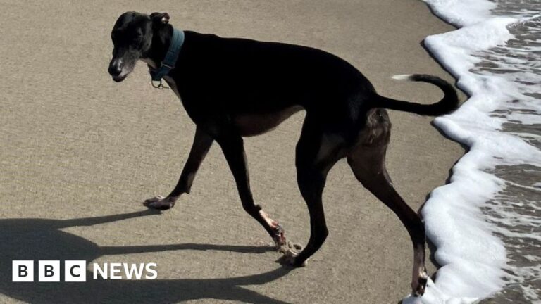 Read more about the article Dog owners asked about Cornwall beach restrictions for pets