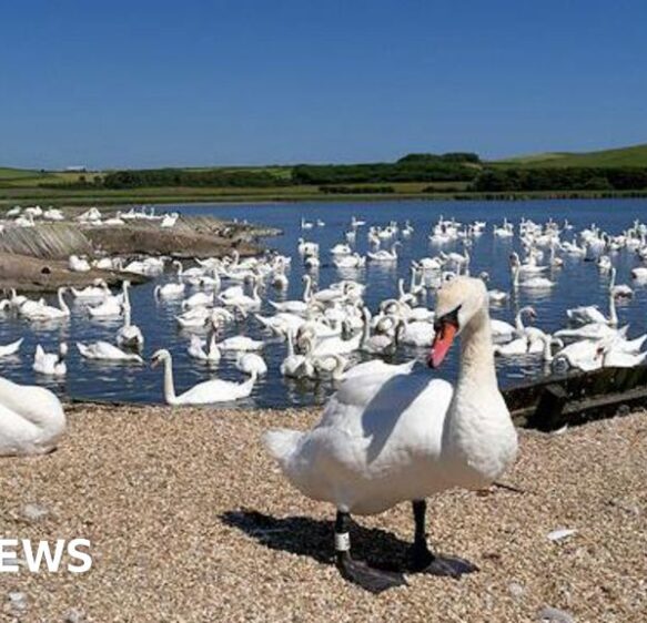 Abbotsbury Swannery cancels Halloween event amid bird flu fears