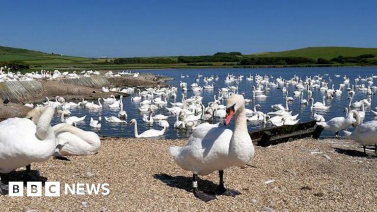 Read more about the article Abbotsbury Swannery cancels Halloween event amid bird flu fears