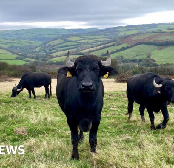 Water buffalo ‘to boost biodiversity on Exmoor’