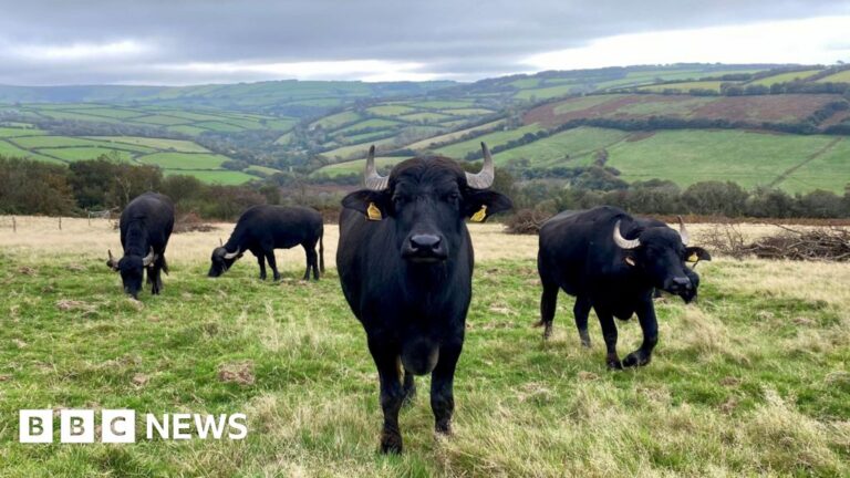 Read more about the article Water buffalo ‘to boost biodiversity on Exmoor’