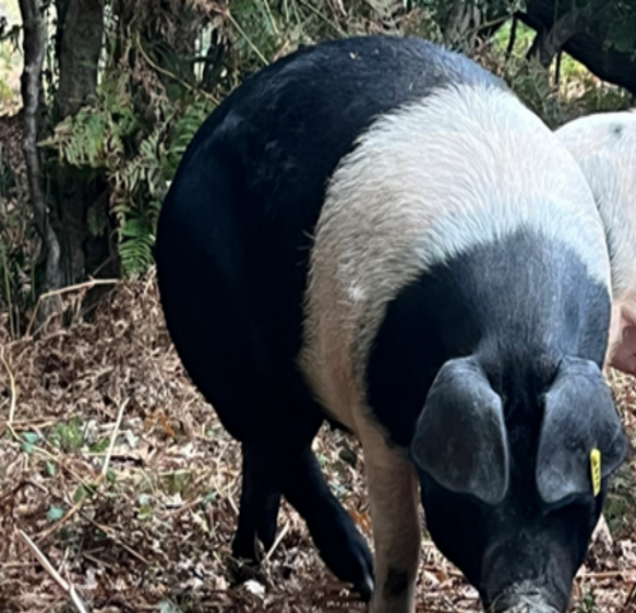 Five stories from the South you may have missed