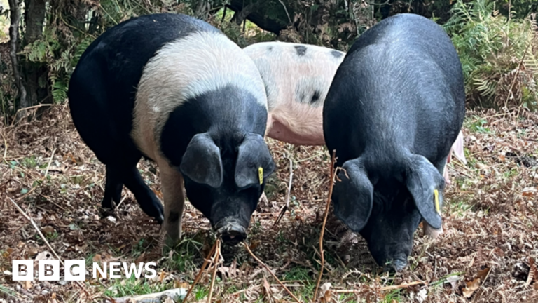 Read more about the article Five stories from the South you may have missed