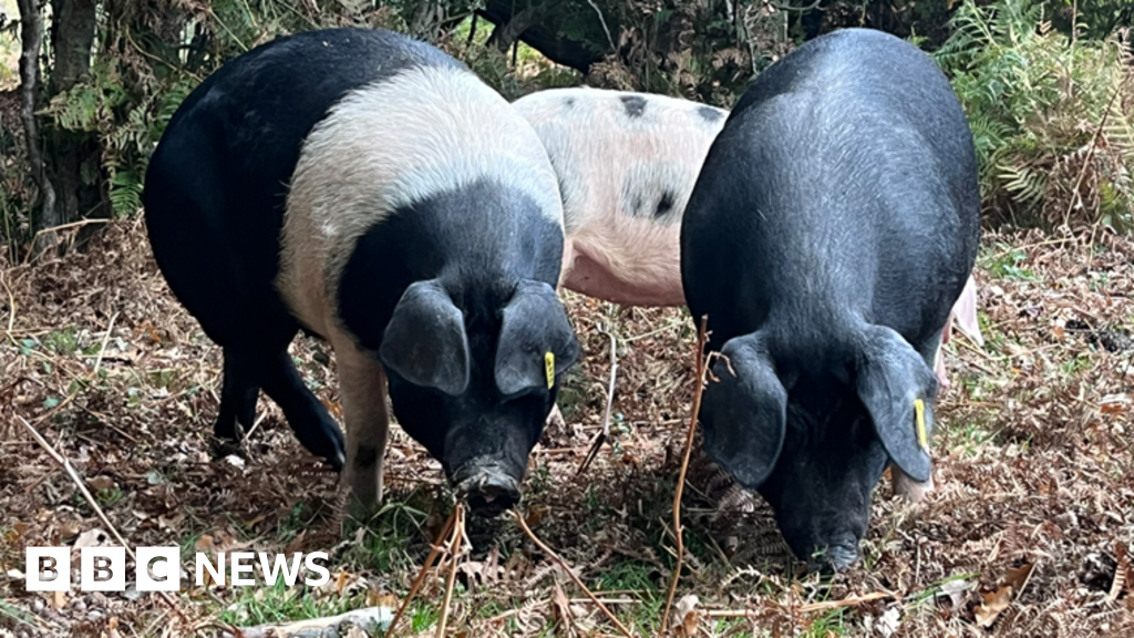 You are currently viewing Five stories from the South you may have missed