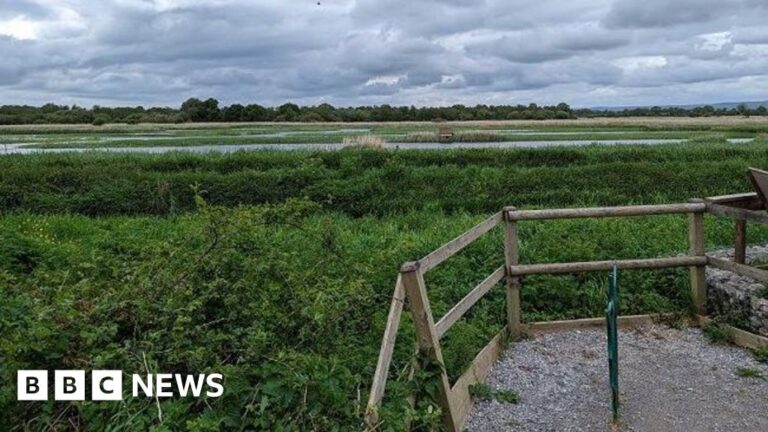 Read more about the article Bird flu found at RSPB nature reserve on the Somerset Levels