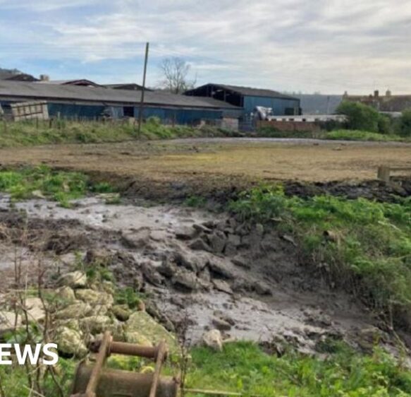 Dorset dairy farm fined after cattle slurry pollutes river