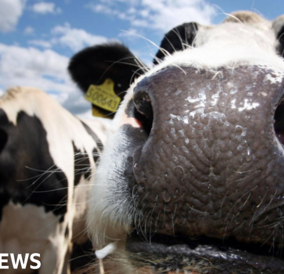 Woman killed on Exmoor after cow attack while walking dog