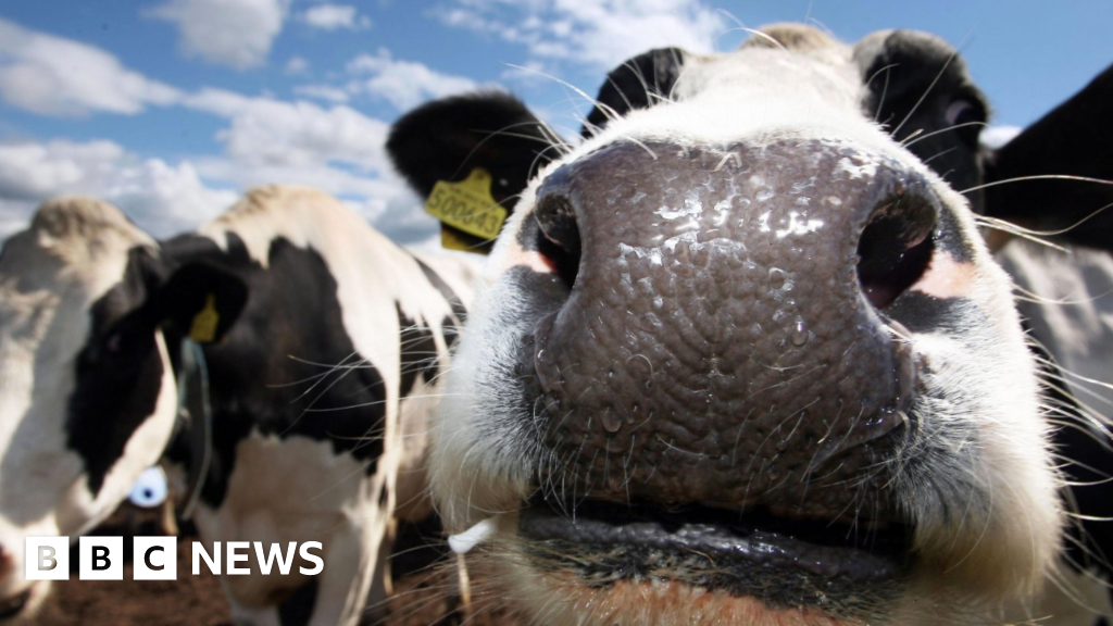 You are currently viewing Woman killed on Exmoor after cow attack while walking dog