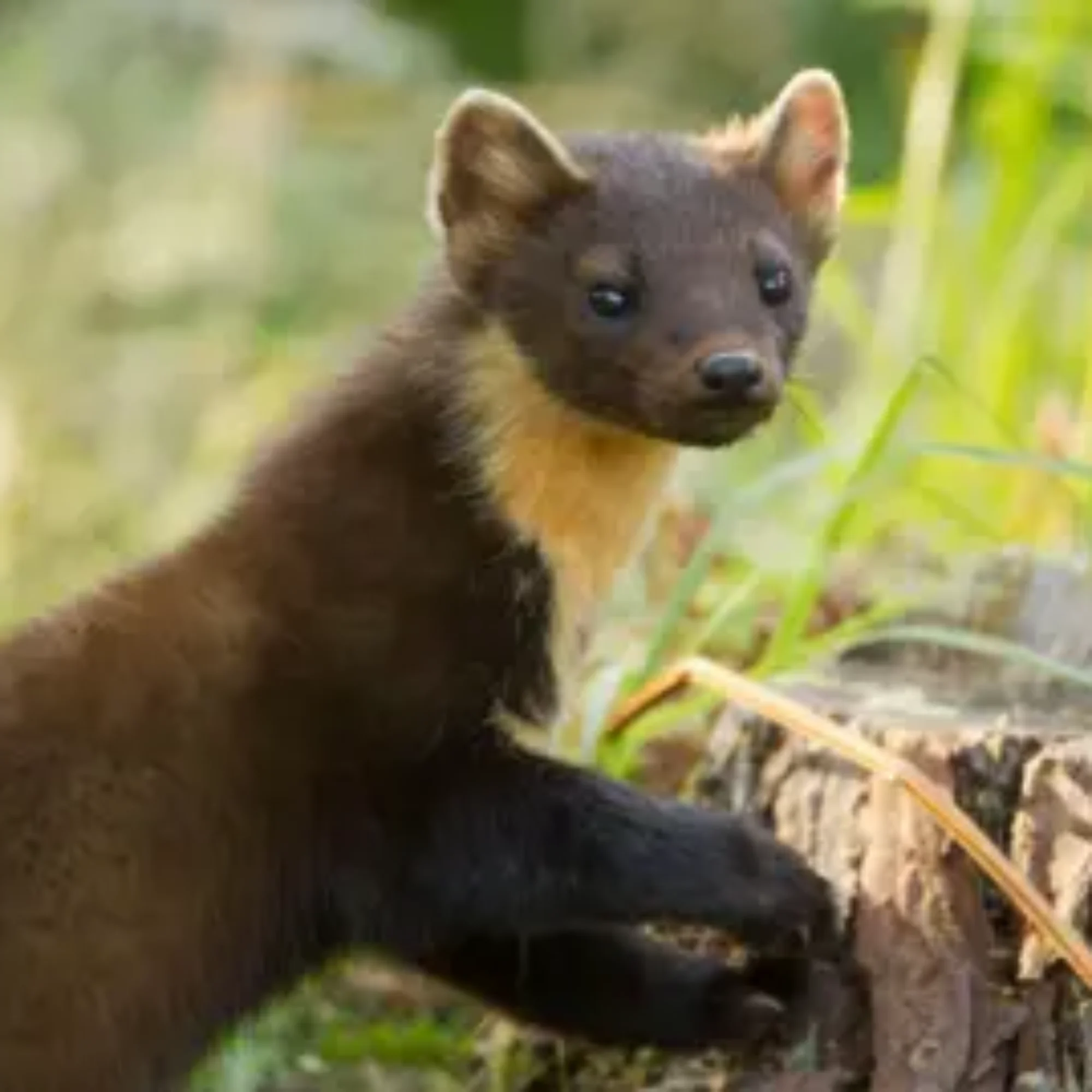 Pine martens released on Exmoor in ‘positive sign for nature’