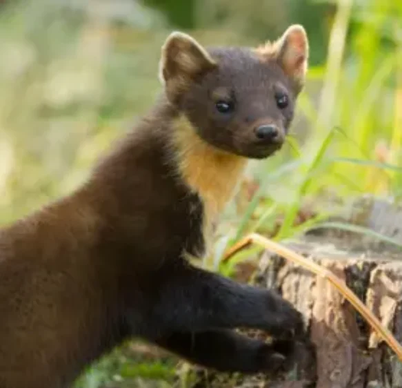 Pine martens released on Exmoor in ‘positive sign for nature’