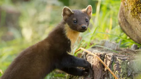 Read more about the article Pine martens released on Exmoor in ‘positive sign for nature’