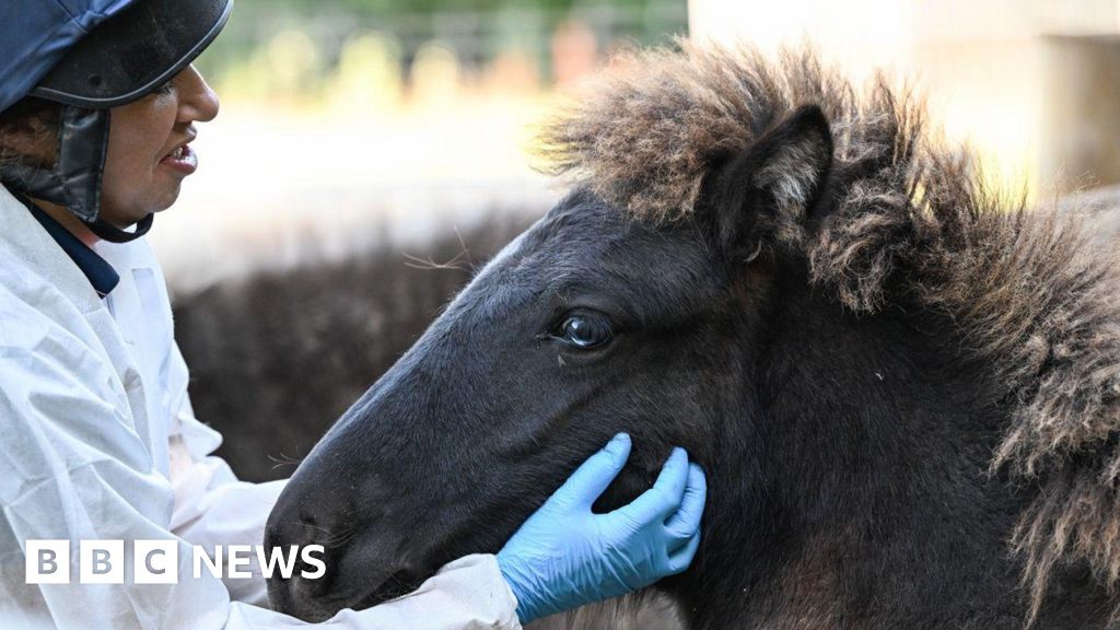 You are currently viewing New name chosen for Devon Sanctuary’s rescued Icelandic foal