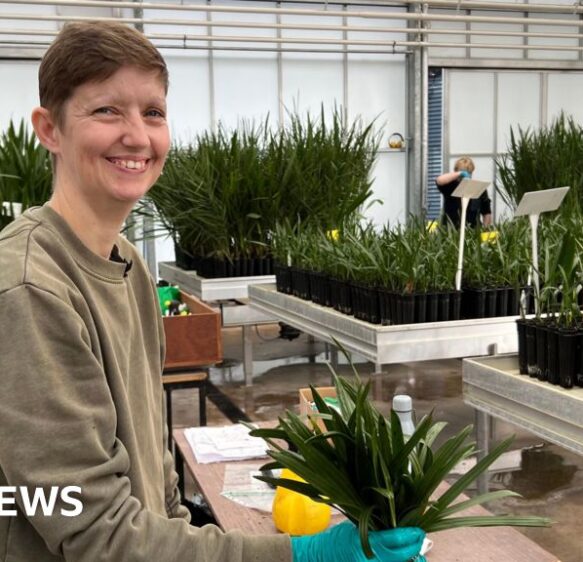 Somerset date growers hope to turn desert green as new lab opens