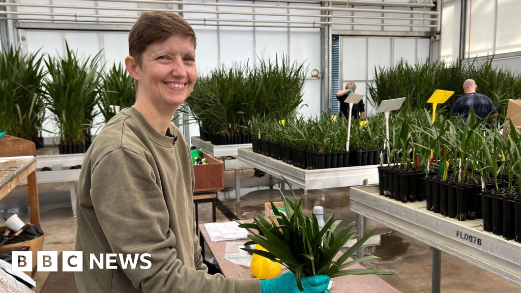 You are currently viewing Somerset date growers hope to turn desert green as new lab opens