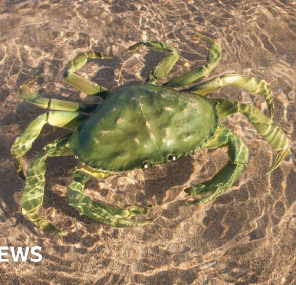 Bath professor explains why evolution creates imposter crabs