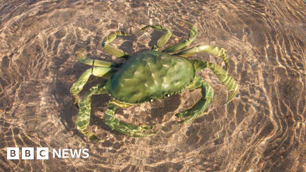 You are currently viewing Bath professor explains why evolution creates imposter crabs