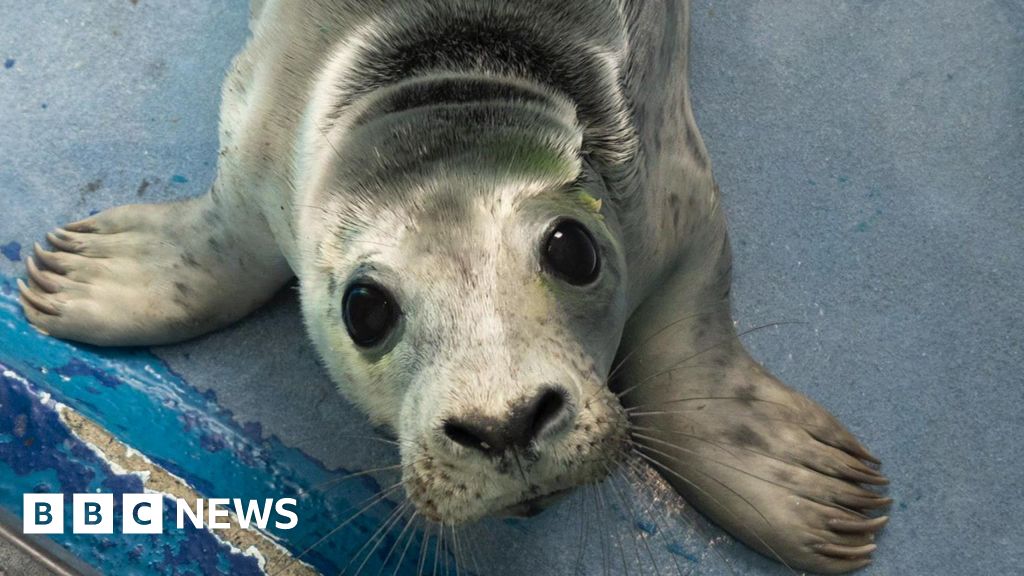 You are currently viewing Cornish Seal Sanctuary alarm over dog attacks on pups