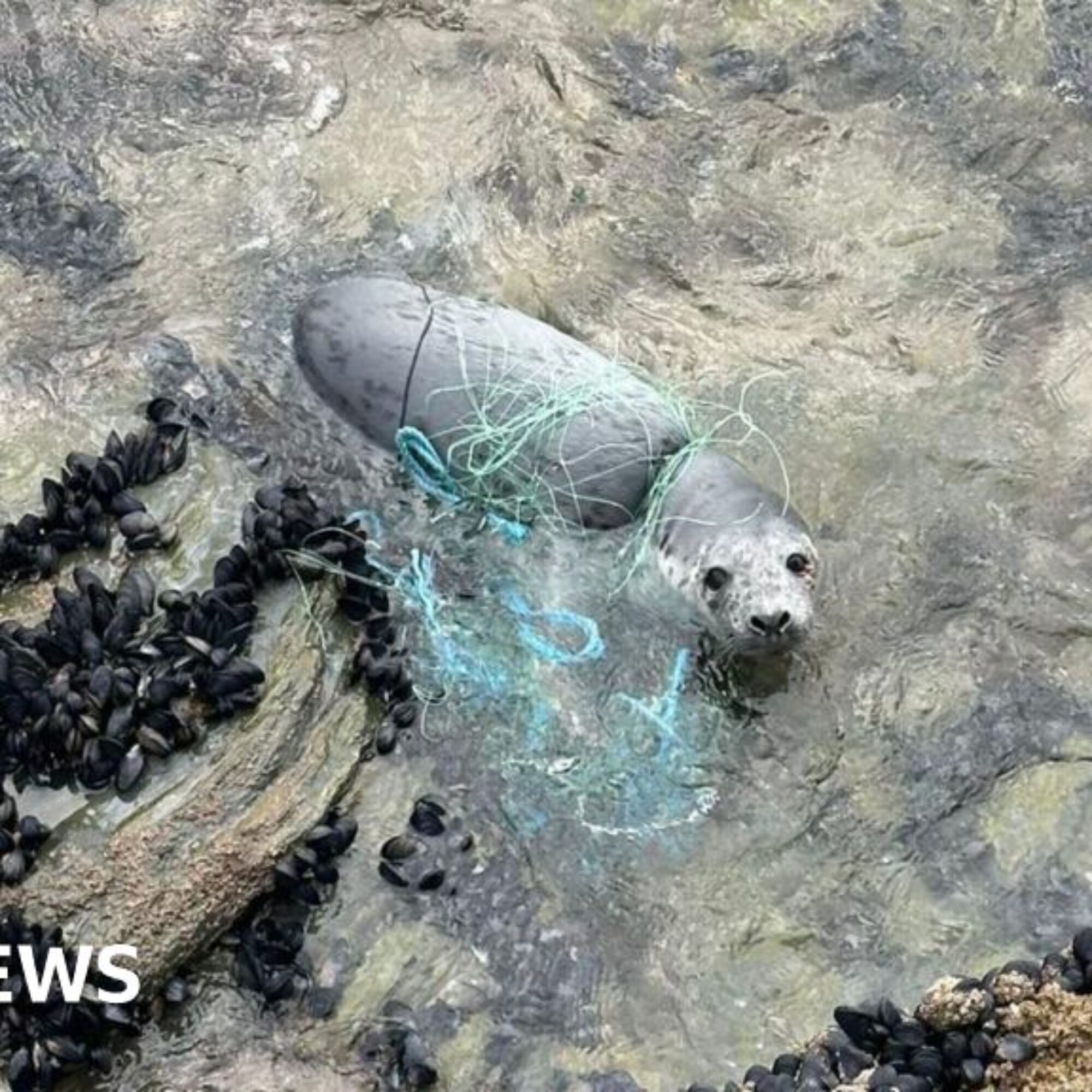 Seal entangled in fishing net on west Cornwall beach saved