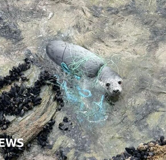 Seal entangled in fishing net on west Cornwall beach saved